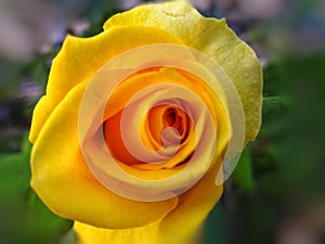 Yellow roses have one of the happiest rose color meanings.Â 